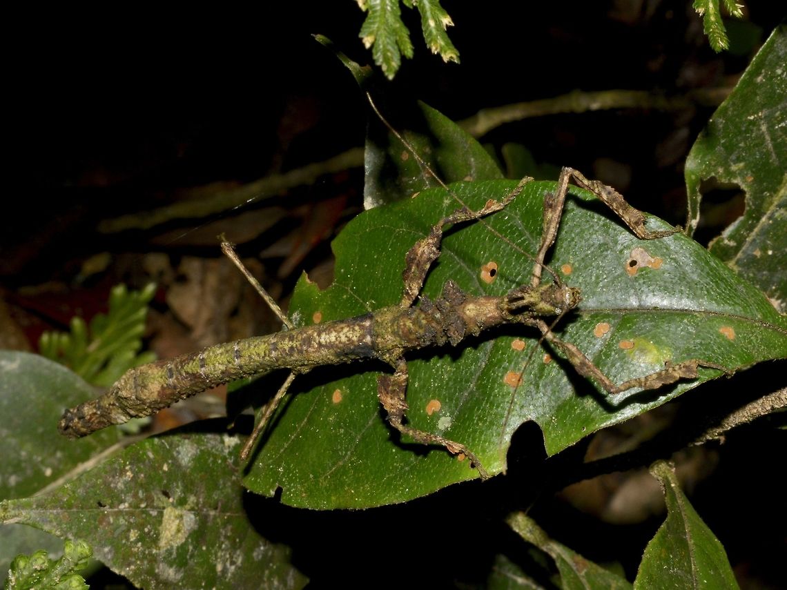 Stick Inset, Phasmid - Phenacephorus cornucervi This is a female Phasmid of the species henacephorus cornucervi.<br />
<br />
Male of this species can be seen here :<br />
<br />
<figure class="photo"><a href="https://www.jungledragon.com/image/47197/stick_insect_phasmid_-_phenacephorus_cornucervi.html" title="Stick Insect, Phasmid - Phenacephorus cornucervi"><img src="https://s3.amazonaws.com/media.jungledragon.com/images/2994/47197_thumb.jpg?AWSAccessKeyId=05GMT0V3GWVNE7GGM1R2&Expires=1759968010&Signature=7O25ysfehI8tUlpiJBjRcxzMfBs%3D" width="200" height="152" alt="Stick Insect, Phasmid - Phenacephorus cornucervi This is a male Phasmid of the species Phenacephorus cornucervi.<br />
<br />
Female of this species can be seen here :<br />
<br />
https://www.jungledragon.com/image/47195/stick_inset_phasmid_-_phenacephorus_cornucervi.html<br />
 Geotagged,Malaysia,Phenacephorus cornucervi,Summer,The Phenacephorus cornucervi" /></a></figure><br />
 Geotagged,Kinabalu,Malaysia,Phasmid,Phenacephorus cornucervi,Sabah,Stick Insect,Summer,The Phenacephorus cornucervi