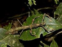 Stick Inset, Phasmid - Phenacephorus cornucervi This is a female Phasmid of the species henacephorus cornucervi.<br />
<br />
Male of this species can be seen here :<br />
<br />
https://www.jungledragon.com/image/47197/stick_insect_phasmid_-_phenacephorus_cornucervi.html<br />
Geotagged,Kinabalu,Malaysia,Phasmid,Phenacephorus cornucervi,Sabah,Stick Insect,Summer,The Phenacephorus cornucervi