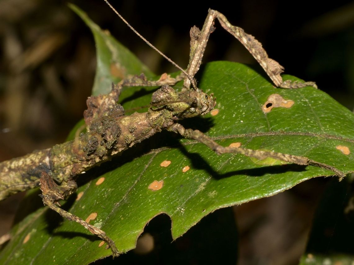 Mossy Look Closer-up look of the same Phasmid of previous Spotting, Phenacephorus cornucervi showing incredible appendages on her body.<br />
<br />
Picture of the whole Phasmid can be seen here :<br />
<br />
<figure class="photo"><a href="https://www.jungledragon.com/image/47195/stick_inset_phasmid_-_phenacephorus_cornucervi.html" title="Stick Inset, Phasmid - Phenacephorus cornucervi"><img src="https://s3.amazonaws.com/media.jungledragon.com/images/2994/47195_thumb.jpg?AWSAccessKeyId=05GMT0V3GWVNE7GGM1R2&Expires=1759968010&Signature=%2FNKjeKeG5YFHS6VT62TIsDXD2JE%3D" width="200" height="152" alt="Stick Inset, Phasmid - Phenacephorus cornucervi This is a female Phasmid of the species henacephorus cornucervi.<br />
<br />
Male of this species can be seen here :<br />
<br />
https://www.jungledragon.com/image/47197/stick_insect_phasmid_-_phenacephorus_cornucervi.html<br />
 Geotagged,Kinabalu,Malaysia,Phasmid,Phenacephorus cornucervi,Sabah,Stick Insect,Summer,The Phenacephorus cornucervi" /></a></figure> Geotagged,Kinabalu,Malaysia,Phasmid,Phenacephorus cornucervi,Sabah,Stick Insect,Summer,The Phenacephorus cornucervi
