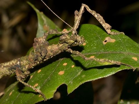 Mossy Look Closer-up look of the same Phasmid of previous Spotting, Phenacephorus cornucervi showing incredible appendages on her body.

Picture of the whole Phasmid can be seen here :

https://www.jungledragon.com/image/47195/stick_inset_phasmid_-_phenacephorus_cornucervi.html Geotagged,Kinabalu,Malaysia,Phasmid,Phenacephorus cornucervi,Sabah,Stick Insect,Summer,The Phenacephorus cornucervi