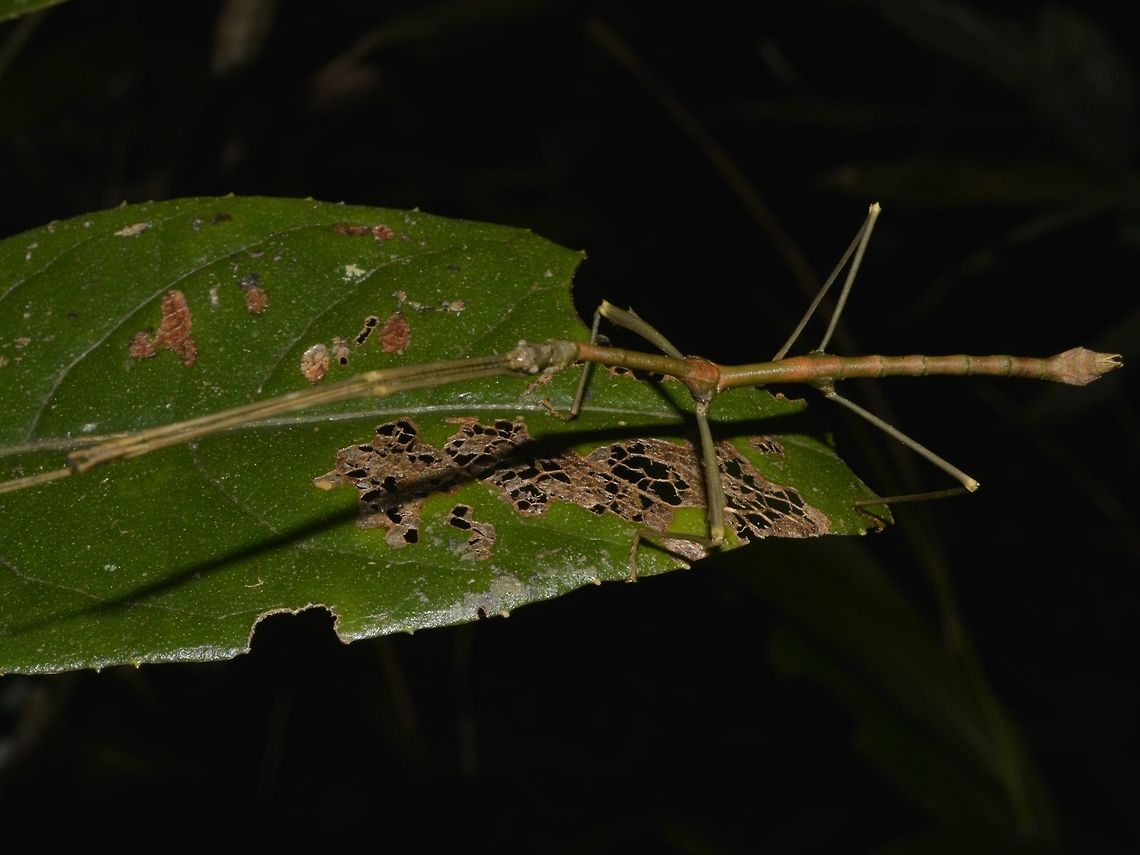 Stick Insect, Phasmid - Phenacephorus cornucervi This is a male Phasmid of the species Phenacephorus cornucervi.<br />
<br />
Female of this species can be seen here :<br />
<br />
<figure class="photo"><a href="https://www.jungledragon.com/image/47195/stick_inset_phasmid_-_phenacephorus_cornucervi.html" title="Stick Inset, Phasmid - Phenacephorus cornucervi"><img src="https://s3.amazonaws.com/media.jungledragon.com/images/2994/47195_thumb.jpg?AWSAccessKeyId=05GMT0V3GWVNE7GGM1R2&Expires=1759968010&Signature=%2FNKjeKeG5YFHS6VT62TIsDXD2JE%3D" width="200" height="152" alt="Stick Inset, Phasmid - Phenacephorus cornucervi This is a female Phasmid of the species henacephorus cornucervi.<br />
<br />
Male of this species can be seen here :<br />
<br />
https://www.jungledragon.com/image/47197/stick_insect_phasmid_-_phenacephorus_cornucervi.html<br />
 Geotagged,Kinabalu,Malaysia,Phasmid,Phenacephorus cornucervi,Sabah,Stick Insect,Summer,The Phenacephorus cornucervi" /></a></figure><br />
 Geotagged,Malaysia,Phenacephorus cornucervi,Summer,The Phenacephorus cornucervi