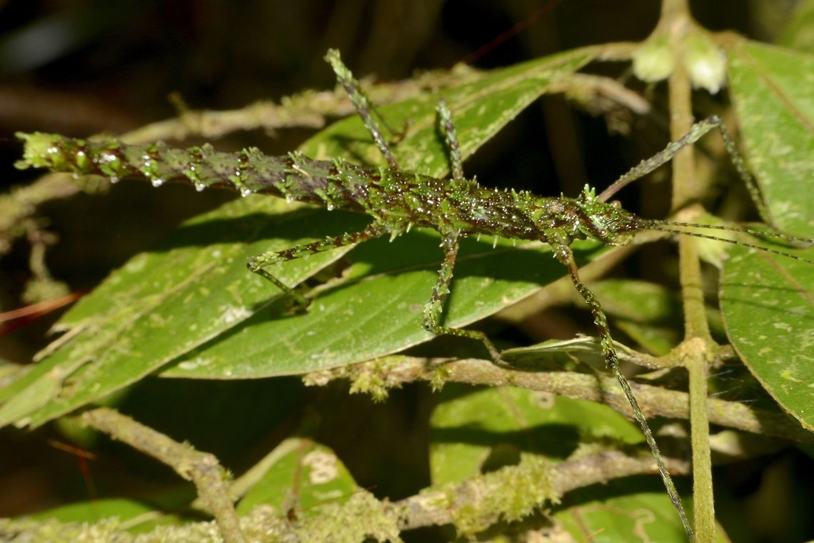 Stick Insect, Phasmid - Galactea imponens imponens This is a female Phasmid of the subspecies Galactea imponens imponens. Galactea imponens imponens,Geotagged,Malaysia,Summer,The Galactea imponens imponens