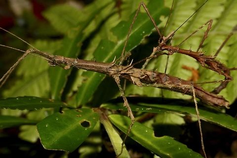 Stick Insect, Phasmid - Parastheneboea laetior This is a pair of Phasmid of the species Parastheneboea laetior. Geotagged,Malaysia,Parastheneboea laetior,Summer,The Parastheneboea laetior
