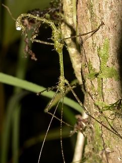 Stick Insect, Phasmid - Orthostheneboea exotica This is a male Phasmid of the species Orthostheneboea exotica, seen from Mt. Kinabalu, thereby the Highland form. Geotagged,Malaysia,Orthostheneboea exotica,Phasmid,Stick Insect,Summer,The Orthostheneboea exotica