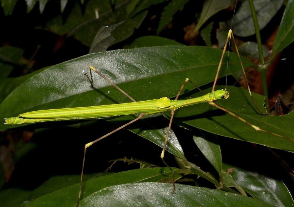 Stick Insect, Phasmid - Orthonecroscia felix This is a female Phasmid of the species Orthonecroscia felix.<br />
<br />
This could possibly be the first live picture of this species. Felix's Orthonecroscia,Geotagged,Malaysia,Orthonecroscia felix,Summer