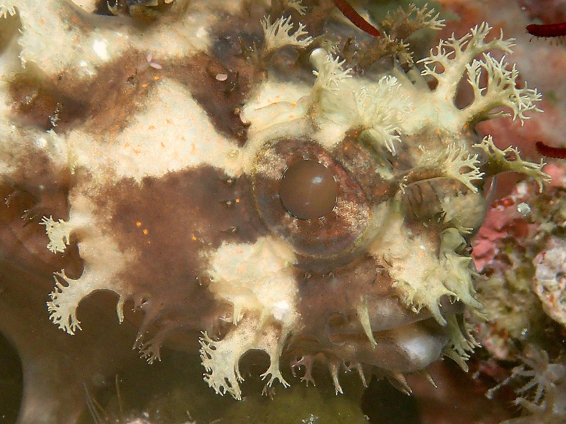 Banded Toadfish - Halophyme diemensis  Banded Toadfish,Cebu,Fish,Geotagged,Halophryme diemensis,Halophyme diemensis,Malapascua,Philippines,Summer,Toadfish
