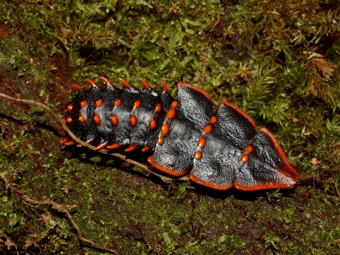 Trilobite Beetle - Platerodrilus sp Female of Platerodrilus paradoxus, Trilobite Beelte. She is black with bright orange edges and spots on her back. Around 6 cm in length.<br />
<br />
The Trilobite Beetle has a very interesting aspect, Females retains their larvae form throughout her whole life and can grow to as big as 6 cm while they Males will transform to the regular Beetle look with wings and will just be less than 1 cm in size. Beetle,Geotagged,Kinabalu,Malaysia,Platerodrilus,Platerodrilus sp,Sabah,Summer,Trilobite Beetle