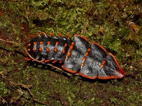 Trilobite Beetle - Platerodrilus sp Female of Platerodrilus paradoxus, Trilobite Beelte. She is black with bright orange edges and spots on her back. Around 6 cm in length.

The Trilobite Beetle has a very interesting aspect, Females retains their larvae form throughout her whole life and can grow to as big as 6 cm while they Males will transform to the regular Beetle look with wings and will just be less than 1 cm in size. Beetle,Geotagged,Kinabalu,Malaysia,Platerodrilus,Platerodrilus sp,Sabah,Summer,Trilobite Beetle