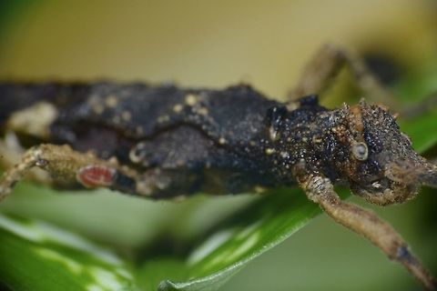 Stick Insect, Phasmid - Pylaemenes sepilokensis This is a Phasmid nymph of the species Pylaemenes sepilokensis.
There is a 'red coloured scale insect on its leg'. Geotagged,Kinabatangan,Malaysia,Phasmid,Pylaemenes sepilokensis,Sabah,Stick Insect,Summer