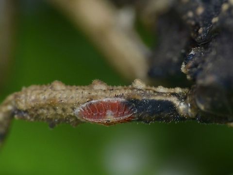 Scale Insect This reddish coloured scale insect was seen on the leg of a Phasmid.
Very tiny in size, probably 3-4 mm on the widest side. Bug,Geotagged,Kinabatangan,Malaysia,Sabah,Scale Insect,Summer