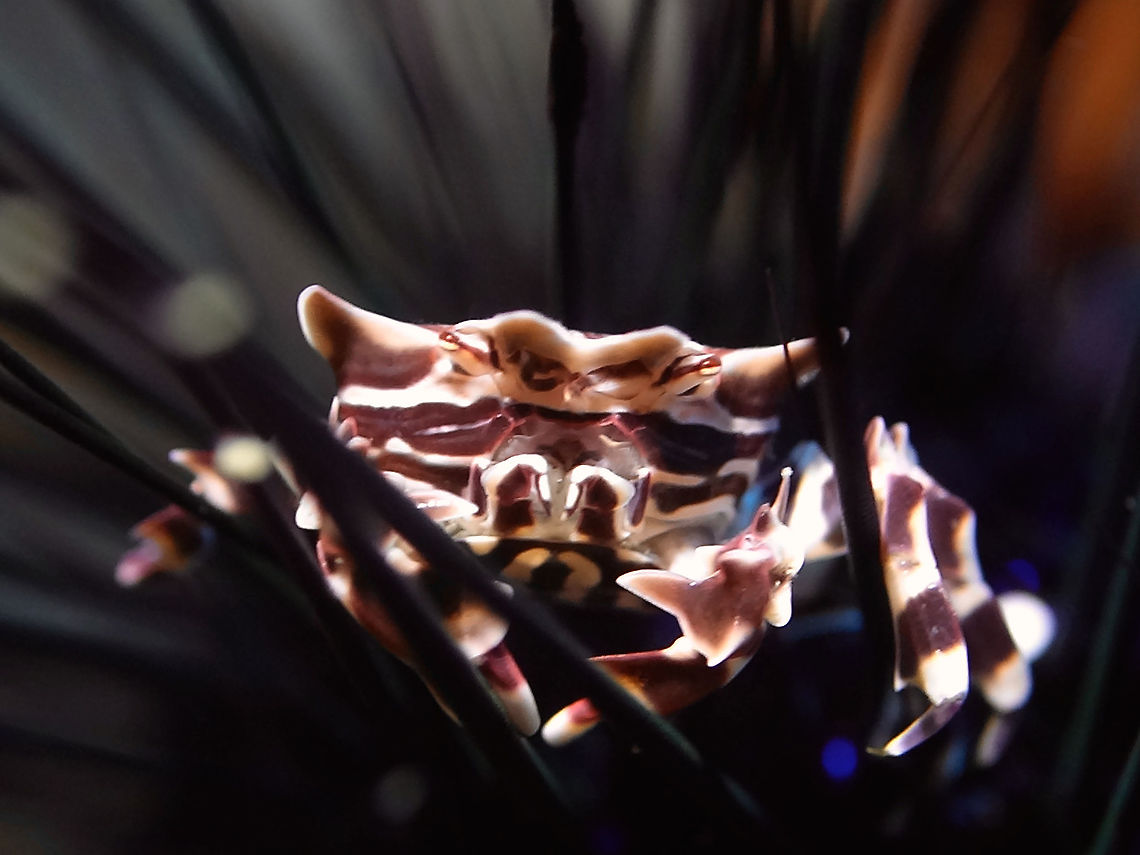 Zebra Crab - Zebrida adamsii This Zebra Crab - Zebrida adamsii is small in sive, usually around 1.5-2 cm in carapace width.<br />
They are found living among Sea Urchins, their favourite host being Fire Urchin. Anilao,Batangas,Crab,Geotagged,Philippines,Spring,Zebra Crab,Zebrida adamsii