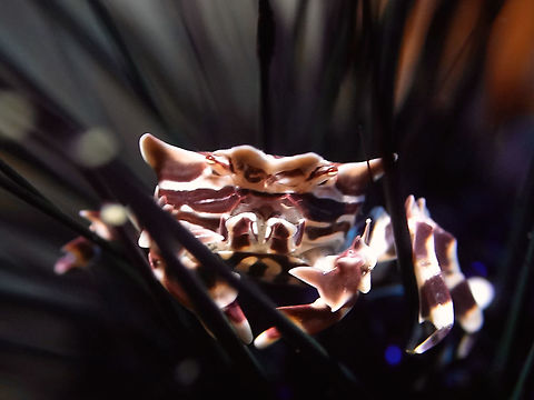 Zebra Crab - Zebrida adamsii This Zebra Crab - Zebrida adamsii is small in sive, usually around 1.5-2 cm in carapace width.
They are found living among Sea Urchins, their favourite host being Fire Urchin. Anilao,Batangas,Crab,Geotagged,Philippines,Spring,Zebra Crab,Zebrida adamsii