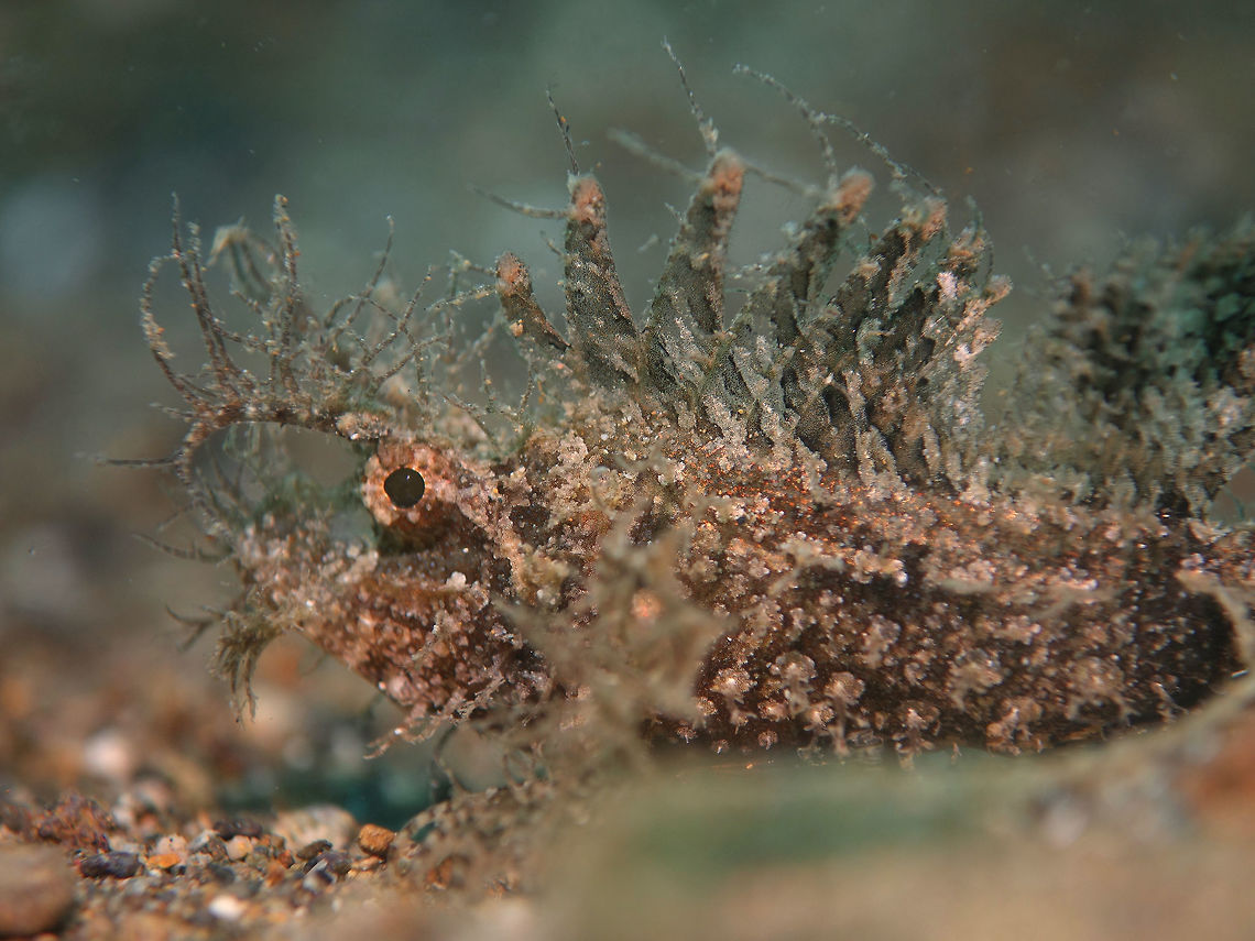 Ambon Scorpionfish - Pteroidichthys amboinensis The Ambon scorpionfish - Pteroidichthys amboinensis, is a scorpionfish native to the Indian and Pacific oceans. The Ambon scorpionfish is shaggy, and can change its color for the ideal camouflage. It has a wide head with a large mouth, and large pectoral fins. Ambon scorpionfish,Anilao,Batangas,Fish,Geotagged,Philippines,Pteroidichthys amboinensis,Scorpionfish,Spring