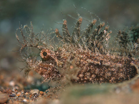 Ambon Scorpionfish - Pteroidichthys amboinensis The Ambon scorpionfish - Pteroidichthys amboinensis, is a scorpionfish native to the Indian and Pacific oceans. The Ambon scorpionfish is shaggy, and can change its color for the ideal camouflage. It has a wide head with a large mouth, and large pectoral fins. Ambon scorpionfish,Anilao,Batangas,Fish,Geotagged,Philippines,Pteroidichthys amboinensis,Scorpionfish,Spring