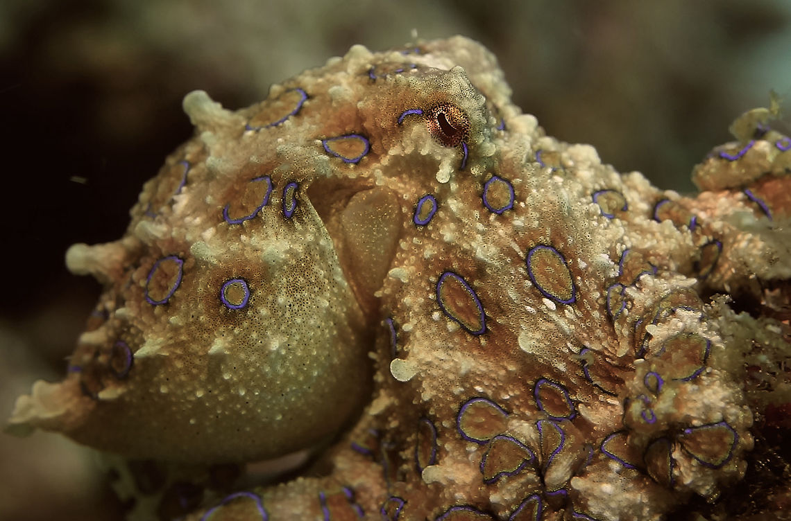 Greater Blue-Ringed Octopus - Hapalochlaena lunulata This Blue-Ringed Octopus - Hapalochlaena lunulata are small in size, up to 10 cm including the tentacles.<br />
They are known to be one of the most venomous marine animals, with enough toxins to kill up to 20+ adult humans.  However, that does not means they are dangerous.  Being venomous and dangerous is two different things.<br />
<br />
Like most cephalopods, they feeds mostly on crustaceans.  And all crustaceans have hard shells and sharp claws.  Cephalopods have soft body and when they hunt crustaceans, they also run a risk of being injured if they do not possess strong venom to immobilise the crustaceans. As such, they inject their strong venoms into the crustaceans to paralyse them within seconds, as a way to protect themselves, and once the prey is helpless and not moving, they can then slowly starts to feed on them.<br />
<br />
In this regards, they are not likely to bite humans (scuba divers, snorkelers and beach goers) intentionally unless they are badly harassed and provoked.  I have seen video footages of local kids who are not aware of their venoms, handling the Blue-ringed Octopus, holding it in their hands and throwing it at each other without getting bitten.  Note, I am not condoning this actions, but just illustrating the false fears among those who are ignorant of this.<br />
<br />
Check-out this video of local kids in Malaysia handling Blue-ringed Octopus : <br />
<br />
<section class="video"><iframe width="448" height="282" src="https://www.youtube-nocookie.com/embed/kLPXpluXnFE?hd=1&autoplay=0&rel=0" frameborder="0" allowfullscreen></iframe></section><br />
 Anilao,Batangas,Geotagged,Greater blue-ringed octopus,Hapalochlaena lunulata,Octopus,Philippines,Spring