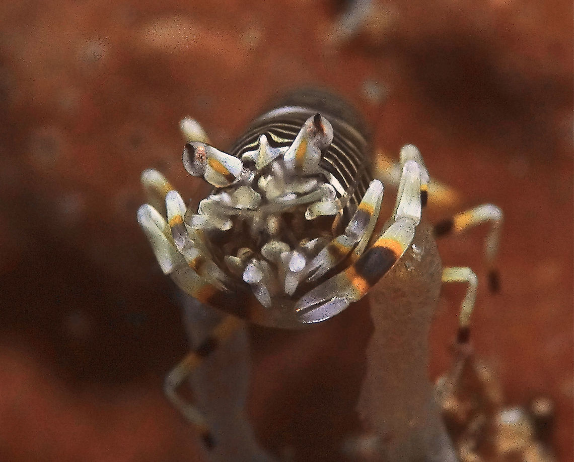 Striped Bumble Bee Shrimp - Gnathophyllum americanum Striped Bumble Bee Shrimp - Gnathophyllum americanum are small in size up to 2.5 cm, but mostly around 1.5-2 cm.  They are very shy and usually found under rubbles around sea urchins.<br />
<br />
Check-out the video of them. Anilao,Batangas.,Geotagged,Gnathophyllum americanum,Philippines,Shrimp,Spring,Striped bumblebee shrimp