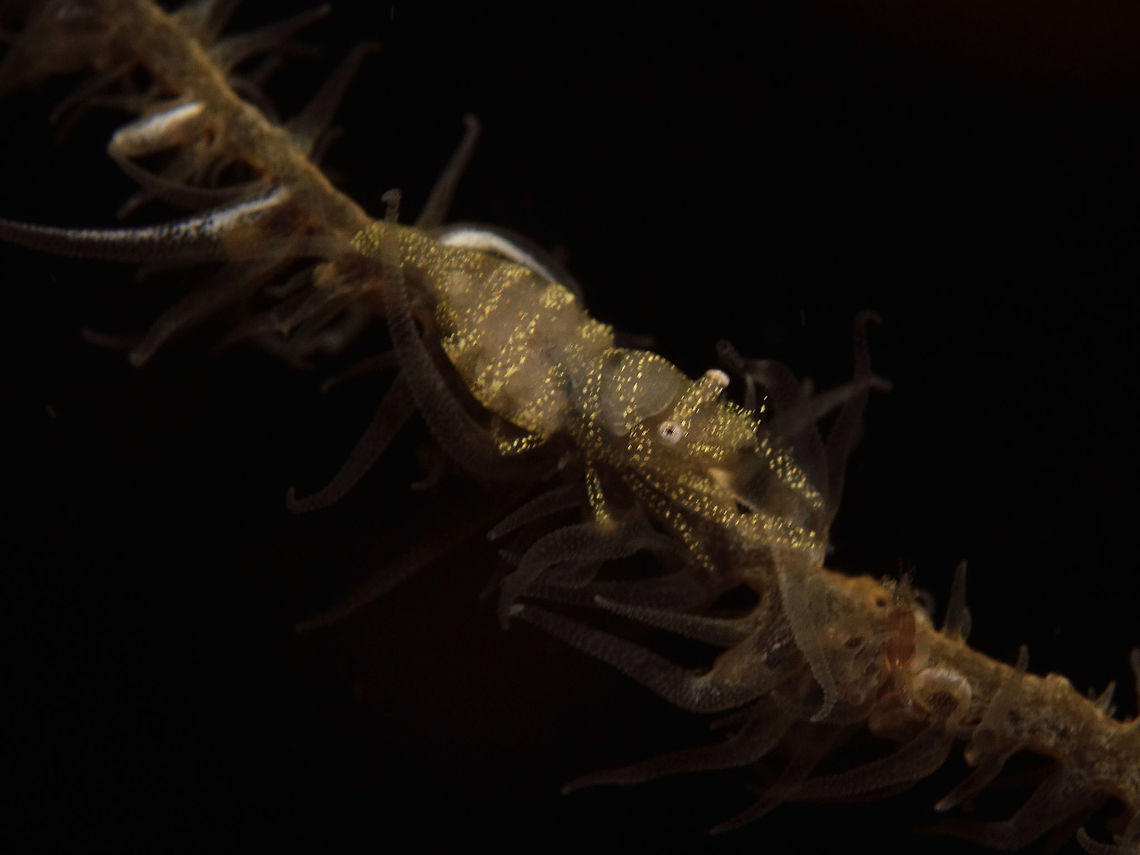 Whip Coral Shrimp - Pontonides unciger Small sized Shrimp, this Whip Coral Shrimps - Pontonides unciger are found among Whip Corals.  They takes on the colours of the whip corals, usually from yellow to white and in combination. Anilao,Batangas,Geotagged,Philippines,Pontonides unciger,Shrimp,Spring,Whip Coral Shrimp