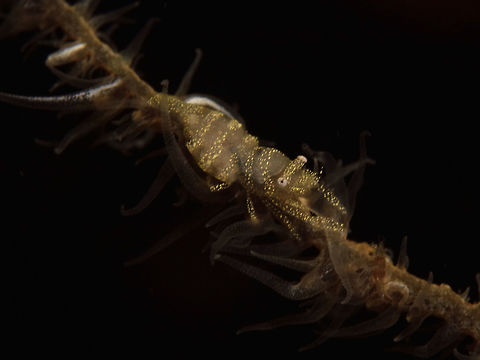 Whip Coral Shrimp - Pontonides unciger Small sized Shrimp, this Whip Coral Shrimps - Pontonides unciger are found among Whip Corals.  They takes on the colours of the whip corals, usually from yellow to white and in combination. Anilao,Batangas,Geotagged,Philippines,Pontonides unciger,Shrimp,Spring,Whip Coral Shrimp