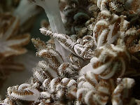 Can you find me? This Xenia Coral Mimic Shrimp - Alcyonohippolyte commensalis are small in size, usually less than 1 cm and is very well camouflaged among the host, Xenia Corals. Alcyonohippolyte commensalis,Anilao,Batangas,Geotagged,Philippines,Shrimp,Winter,Xenia Coral Mimic Shrimp