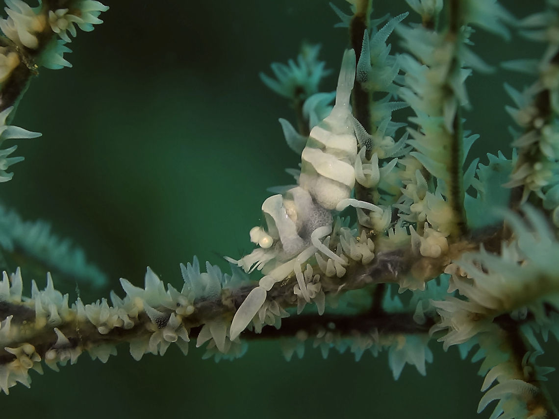 Black Coral Shrimp - Pontonides ankeri This Shrimps are usually found among Black Corals, they are small in size, less than 1 cm, although some may report it as 2-3 mm, which is unlikely unless they are tiny juveniles. Anilao,Anker's whip coral shrimp,Batangas,Geotagged,Philippines,Pontonides ankeri,Shrimp,Spring