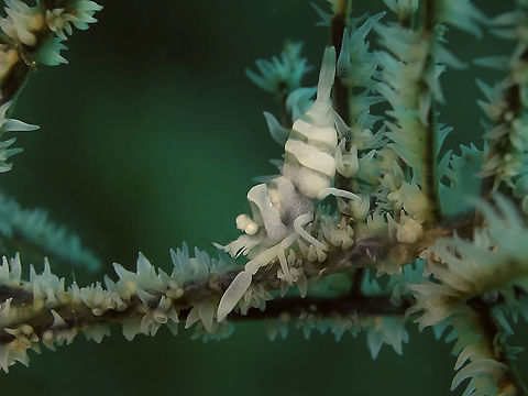 Black Coral Shrimp - Pontonides ankeri This Shrimps are usually found among Black Corals, they are small in size, less than 1 cm, although some may report it as 2-3 mm, which is unlikely unless they are tiny juveniles. Anilao,Anker's whip coral shrimp,Batangas,Geotagged,Philippines,Pontonides ankeri,Shrimp,Spring