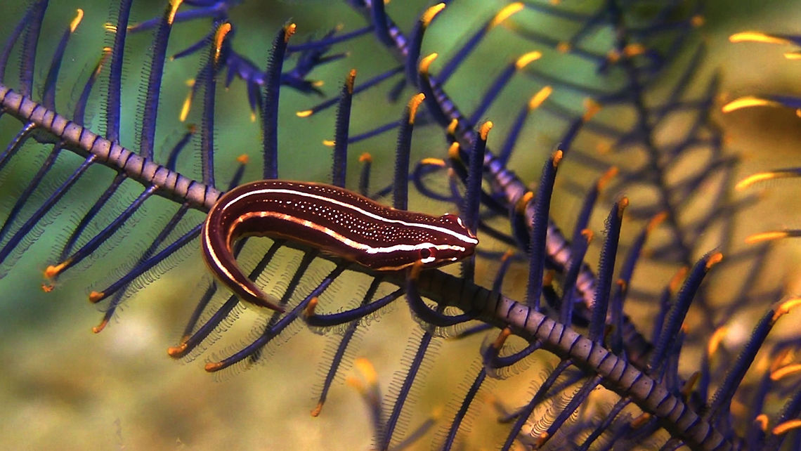 Two-Lined Clingfish - Lepadichthys lineatus This Two-Lines Clingfish - Lepadichthys lineatus are small in size and lives among Featherstars and Crinoids. Anilao,Batangas,Clingfish,Feather star clingfish,Fish,Geotagged,Lepadichthys lineatus,Philippines,Two-Lined Clingfish