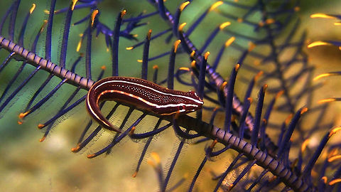 Two-Lined Clingfish - Lepadichthys lineatus This Two-Lines Clingfish - Lepadichthys lineatus are small in size and lives among Featherstars and Crinoids. Anilao,Batangas,Clingfish,Feather star clingfish,Fish,Geotagged,Lepadichthys lineatus,Philippines,Two-Lined Clingfish
