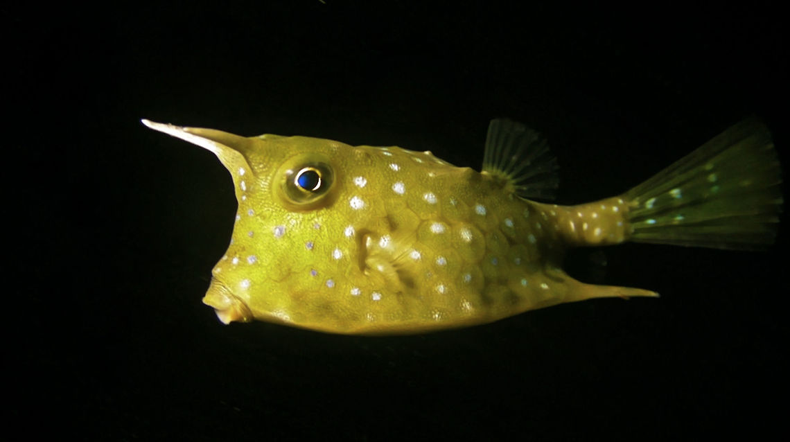 Longhorn Cowfish - Lactoria cornuta The Longhorn Cowfish - Lactoria cornuta is easily identified by the 2 long horns on its head, hence its name, Cowfish.  It is mostly green in colour with white spots and white underbelly. Anilao,Batangas,Cowfish,Fish,Geotagged,Lactoria cornuta,Longhorn cowfish,Philippines
