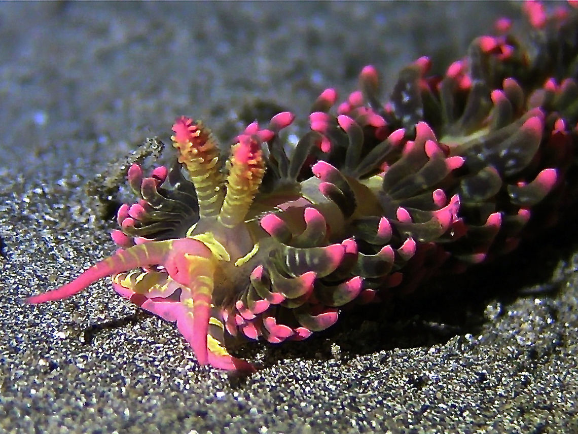 Nudibranch - Limenandra barnosii This Nudibranch - Limenandra barnosii was recently described in 2014.<br />
Saw this one back in 2013. Anilao,Batangas,Geotagged,Limenandra barnosii,Nudibranch,Philippines,Spring