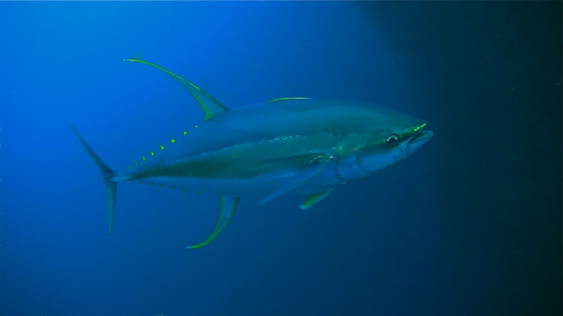 Yellowfin Tuna - Thunnus albacares The Yellowfin Tuna - Thunnus albacares is a pelagic fish.  This one was quite impressive, nearly 2 meters lenght.<br />
It was hunting among a big shoal of Sardines.  The black shadow on the right of the picture is actually the compacted shape of the shoal of Sardines! Cebu,Fish,Geotagged,Moal-Boal,Pescador Island,Philippines,Thunnus albacares,Tuna,Yellowfin tuna