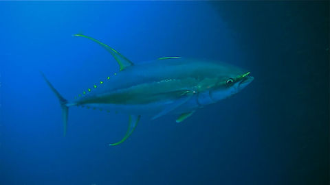 Yellowfin Tuna - Thunnus albacares The Yellowfin Tuna - Thunnus albacares is a pelagic fish.  This one was quite impressive, nearly 2 meters lenght.
It was hunting among a big shoal of Sardines.  The black shadow on the right of the picture is actually the compacted shape of the shoal of Sardines! Cebu,Fish,Geotagged,Moal-Boal,Pescador Island,Philippines,Thunnus albacares,Tuna,Yellowfin tuna
