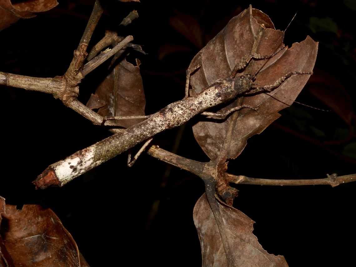 Stick Insect, Phasmid - Neoclides buscheri This is a female Phasmid of the species Neoclides buscheri, newly described in a book published in May 2016. Buescher's Neoclides,Fall,Geotagged,Malaysia,Neoclides buescheri,Phasmid,Sarawak,Stick Insect