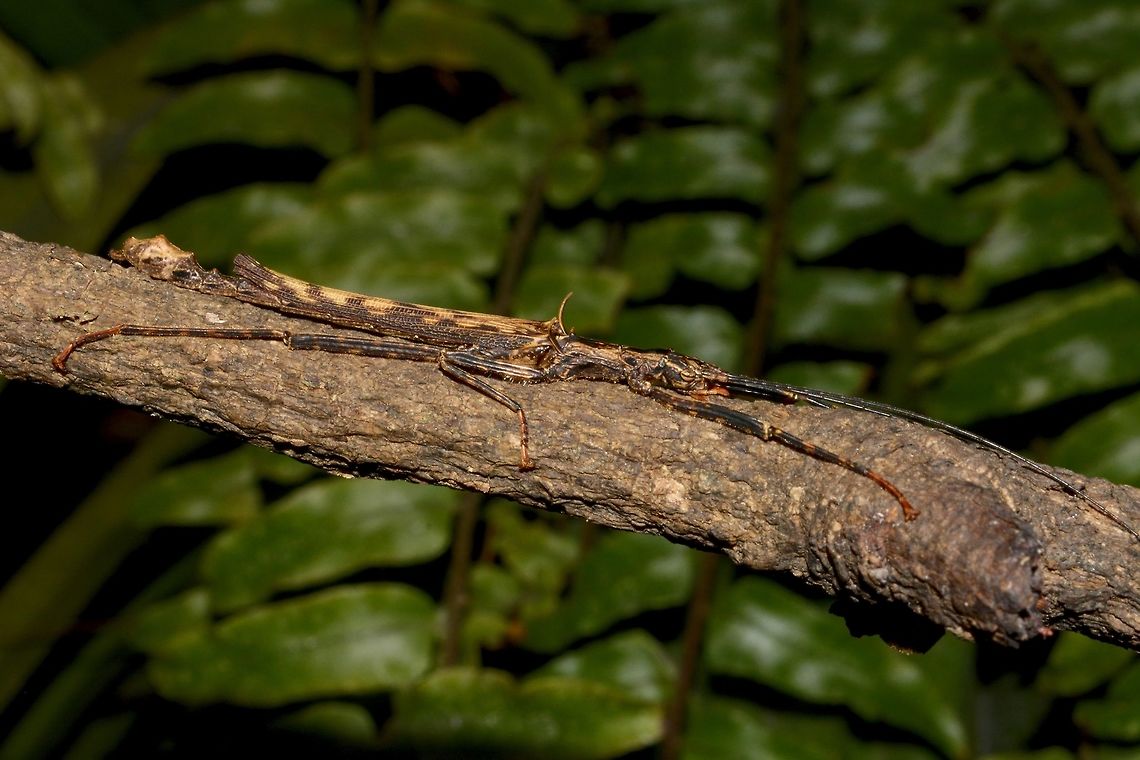 Stick Insect, Phasmid - Dinophasma saginatum This is a male Phasmid of the species Dinophasma saginatum.<br />
The male of this species has wings and is capable of flights. Dinophasma saginatum,Geotagged,Malaysia,Phasmid,Sarawak,Stick Insect,Summer