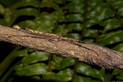 Stick Insect, Phasmid - Dinophasma saginatum This is a male Phasmid of the species Dinophasma saginatum.
The male of this species has wings and is capable of flights. Dinophasma saginatum,Geotagged,Malaysia,Phasmid,Sarawak,Stick Insect,Summer