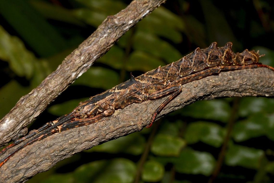 Stick Insect, Phasmid - Dinophasma saginatum This is a female Phasmid of the species Dinophasma saginatum.<br />
Female of this species does not have wings. Dinophasma saginatum,Geotagged,Malaysia,Phasmid,Sarawak,Stick Insect,Summer
