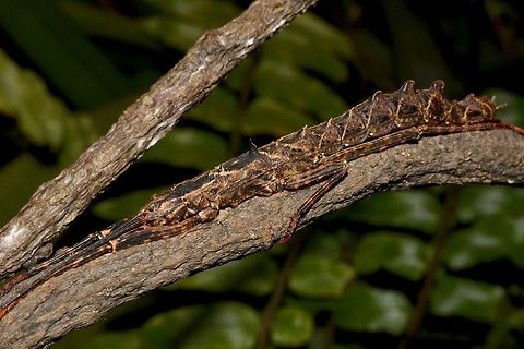 Stick Insect, Phasmid - Dinophasma saginatum This is a female Phasmid of the species Dinophasma saginatum.
Female of this species does not have wings. Dinophasma saginatum,Geotagged,Malaysia,Phasmid,Sarawak,Stick Insect,Summer