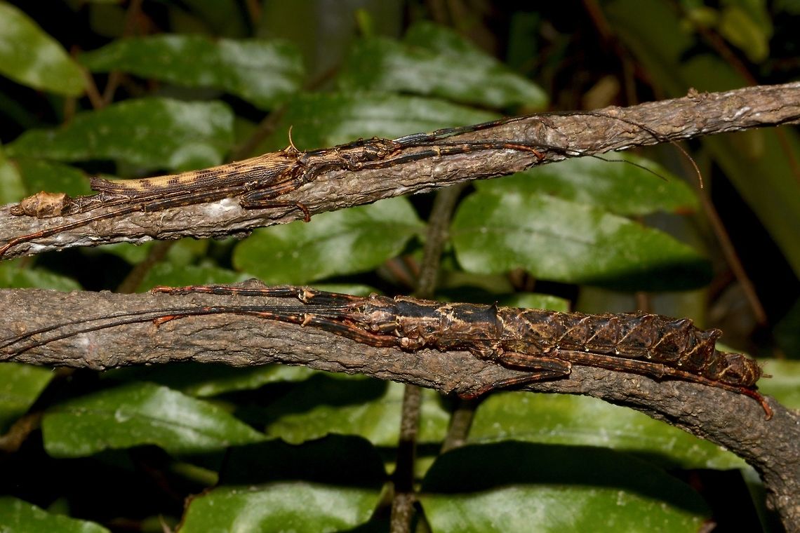Just a branch apart This is a pair of Phasmids of the species Dinophasma saginatum.<br />
The male is the smaller one on the upper branch and the female, the bigger of the two on the lower branch.<br />
Like typical Stick Insects, they can camouflage very well when resting in &#039;hugging&#039; position on the small branches. Dinophasma saginatum,Geotagged,Malaysia,Phasmid,Sarawak,Stick Insect,Summer