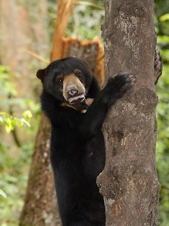 Malayan Sun Bear The Malayan Sun Bear from Borneo is recognised as a subspecies from the Sun Bears of Asian Mainland and Sumatra.

https://lkcnhm.nus.edu.sg/nus/pdf/PUBLICATION/Raffles Bulletin of Zoology/Past Volumes/RBZ 52(2)/52rbz665-672.pdf Bear,Geotagged,Helarctos malayanus euryspilus,Malayan Sun Bear,Malaysia,Sabah,Summer,Sun Bear