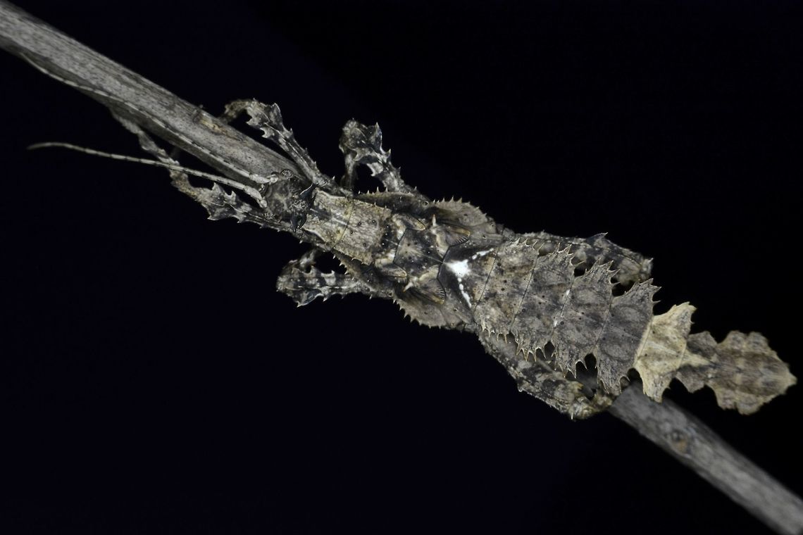 Jungle Nymph - Heteropteryx dilatata This is a male nymph of the Phasmid from the species Heteropteryx dilatata.<br />
They are also known as Malayan Jungle Nymph. Cameron Highlands,Fall,Geotagged,Heteropteryx dilatata,Malayan jungle nymph,Malaysia,Phasmid,Stick Insect