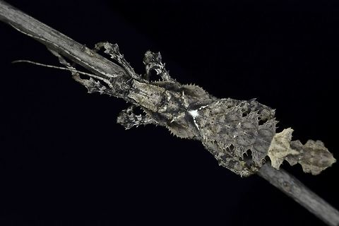 Jungle Nymph - Heteropteryx dilatata This is a male nymph of the Phasmid from the species Heteropteryx dilatata.
They are also known as Malayan Jungle Nymph. Cameron Highlands,Fall,Geotagged,Heteropteryx dilatata,Malayan jungle nymph,Malaysia,Phasmid,Stick Insect