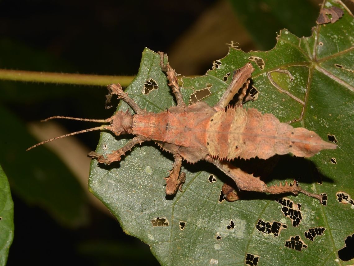 Malayan Jungle Nymph - Heteropteryx dilatata This is a female nymphs Phasmid of the species Heteropteryx dilatata.<br />
They are mostly brown during their nymph phases and eventually change to mostly green and on the rare occasions, yellow and even orange. Cameron Highlands,Geotagged,Heteropteryx dilatata,Malayan jungle nymph,Malaysia,Phasmid,Stick Insect,Summer