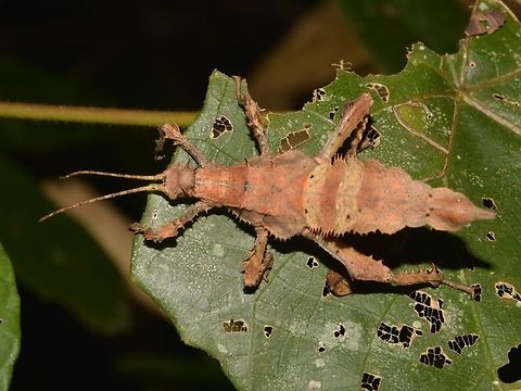 Malayan Jungle Nymph - Heteropteryx dilatata This is a female nymphs Phasmid of the species Heteropteryx dilatata.
They are mostly brown during their nymph phases and eventually change to mostly green and on the rare occasions, yellow and even orange. Cameron Highlands,Geotagged,Heteropteryx dilatata,Malayan jungle nymph,Malaysia,Phasmid,Stick Insect,Summer