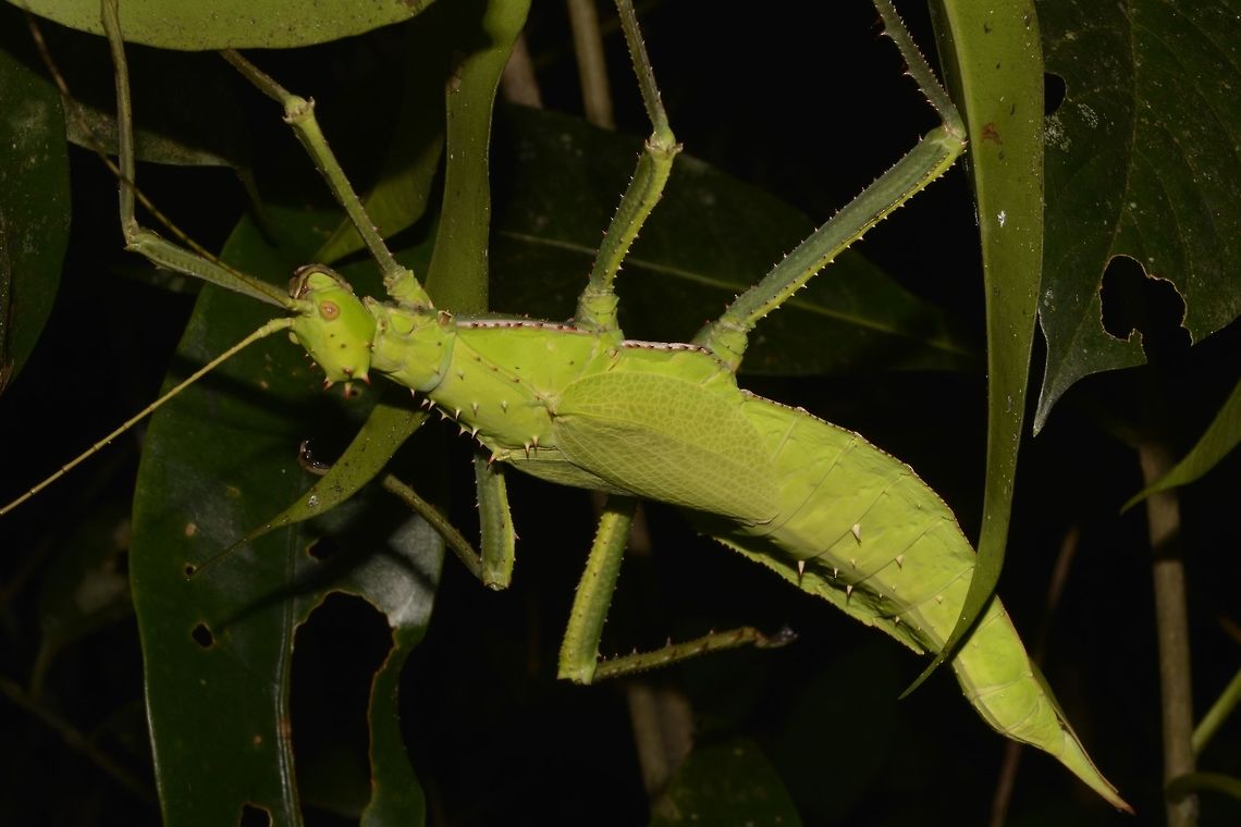 Green Beauty This is an adult female of the Malayan Jungle Nymph - Heteropteryx dilatata.<br />
She is bright green in colour with spines on her body and legs. Cameron Highlands,Geotagged,Heteropteryx dilatata,Malayan jungle nymph,Malaysia,Phasmid,Stick Insect,Summer