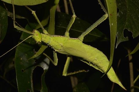 Green Beauty This is an adult female of the Malayan Jungle Nymph - Heteropteryx dilatata.
She is bright green in colour with spines on her body and legs. Cameron Highlands,Geotagged,Heteropteryx dilatata,Malayan jungle nymph,Malaysia,Phasmid,Stick Insect,Summer