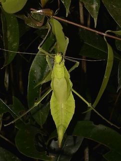 Striking Beauty This female Malayan Jungle Nymph - Heteropteryx dilatata is in her defensive posture.
Her 2 hind legs are heavily armed with sharp spines and she will not hesitate to strike with them and can cause some serious wounds to her predators. Cameron Highlands,Geotagged,Heteropteryx dilatata,Malayan jungle nymph,Malaysia,Phasmid,Stick Insect,Summer