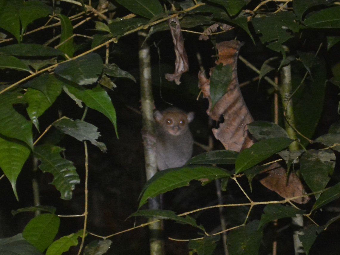 Western/Horsfield's Tarsier This Western/Horsfield&#039;s tarsier - Cephalopachus bancanus borneanus was seen during a night walk in Mulu National Park.  It was about 15 meters away from the trail and the guide would not allows guests to get off the trail or closer for better look or pictures :(<br />
<br />
Western Tarsier from the island of Borneo is recognised as subspecies - Cephalopachus bancanus borneanus.<br />
There are 4 recognised subspecies of Cephalopachus bancanus according to Wikipedia :<br />
<br />
<a href="https://en.wikipedia.org/wiki/Horsfield&#039;s_tarsier" rel="nofollow">https://en.wikipedia.org/wiki/Horsfield&#039;s_tarsier</a><br />
<br />
With an average head-body measurement of 12.9-13.2 cm and weighing around 100-119 g, it is one of the smallest primates. The pelage on this subspecies ranges from brown to pale-olive or grayish-brown. Its tail can measure roughly twice its head-body length and is almost completely hairless except for tufts of hair at the end. In addition to having long fingers and widened toe pads, it has two long claws that are used for grooming and marking of territory on its second and third toes of its hind feet. Its unique spinal formation enables it to turn its head nearly 180 degrees in each direction. The tarsi and heel bones are elongated and the leg bones are fused. These are specialized traits that are well adapted for extraordinary leaping abilities. Powerful standing leaps of over 5 m have been recorded in this species. Cephalopachus bancanus,Geotagged,Horsfields tarsier,Malaysia,Sarawak,Summer,Tarsier