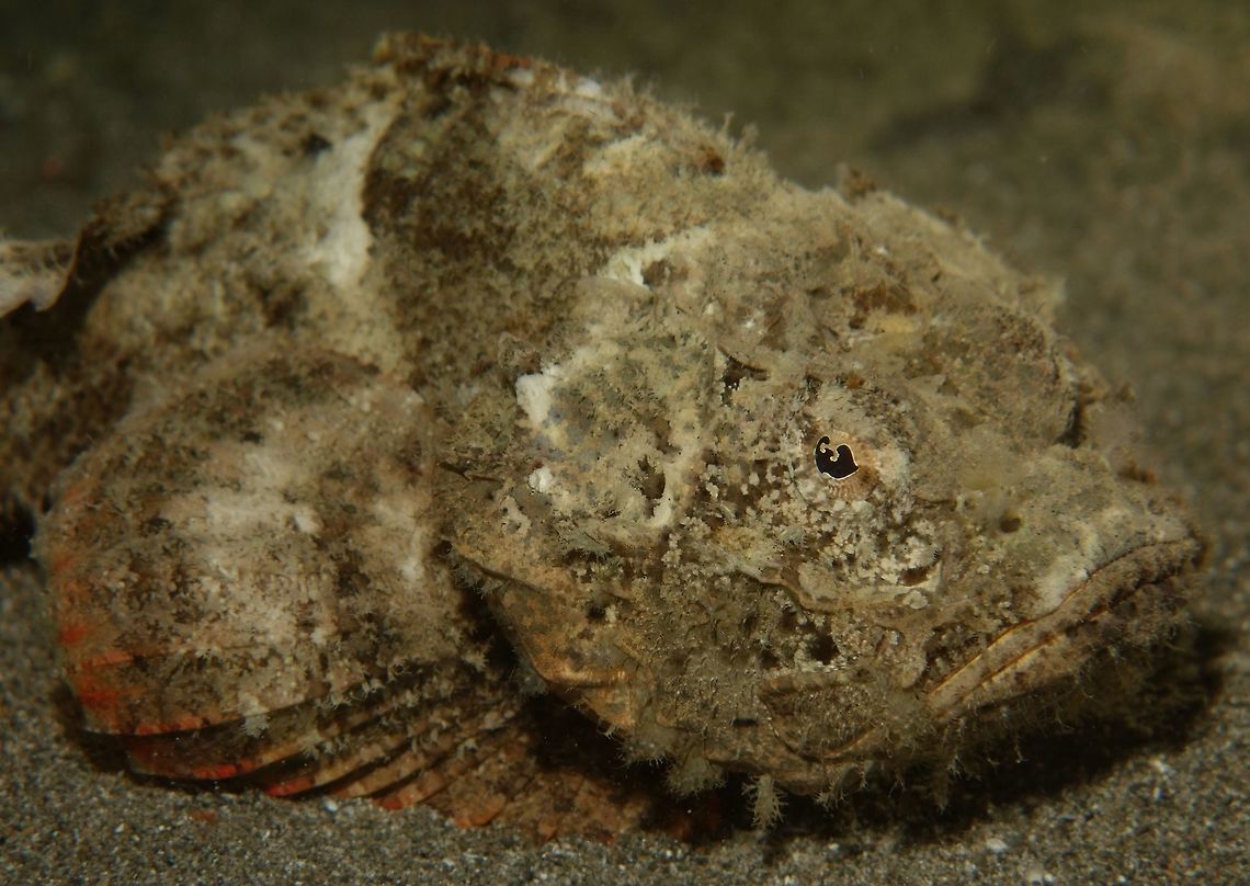 Devil Scorpionfish - Scorpaenopsis diabolus The Devil Scorpionfish - Scorpaenopsis diabolus can be highly varible, but generally drab shades blending with surroundings.  It has a pronounced hump on back. Anilao,Batangas,Devil Scorpionfish,Geotagged,Philippines,Scorpaenopsis diabolus,Scorpionfish,Spring