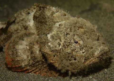 Devil Scorpionfish - Scorpaenopsis diabolus The Devil Scorpionfish - Scorpaenopsis diabolus can be highly varible, but generally drab shades blending with surroundings.  It has a pronounced hump on back. Anilao,Batangas,Devil Scorpionfish,Geotagged,Philippines,Scorpaenopsis diabolus,Scorpionfish,Spring