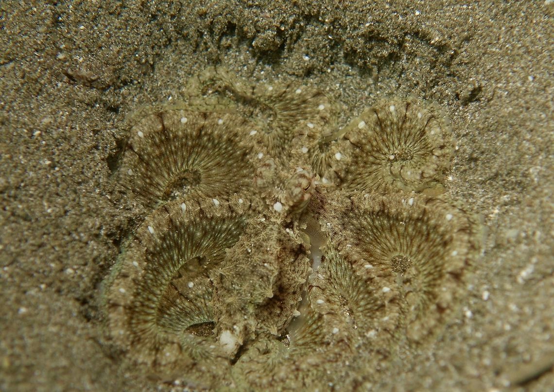 Can you see me? This is a juvenile of a Long Arm Octopus seen during a night dive in sandy bottom areas.  When this Octopus rest and not moving, its tentacles curled up to make a circular look and its colours blended very well with the sandy area for perfect camouflage.<br />
<br />
Clearer picture of the same Octopus can be seen here :<br />
<br />
<figure class="photo"><a href="https://www.jungledragon.com/image/47256/long_arm_octopus_-_abdopus_sp.html" title="Long Arm Octopus - Abdopus sp"><img src="https://s3.amazonaws.com/media.jungledragon.com/images/2994/47256_thumb.jpg?AWSAccessKeyId=05GMT0V3GWVNE7GGM1R2&Expires=1770854410&Signature=AqFm%2BZjV9vJXwQAMnLwQlDu%2FvGg%3D" width="200" height="140" alt="Long Arm Octopus - Abdopus sp This is the same Octopus as in previous Spotting, when it starts to move, 'dragging' along its long tentacles, probably the reason for its name.                               <br />
<br />
Picture of its camouflage can be seen here :<br />
<br />
https://www.jungledragon.com/image/47255/can_you_see_me.html<br />
 Abdopus sp,Anilao,Batangas,Geotagged,Long Arm Octopus,Octopus,Philippines,Spring" /></a></figure><br />
<br />
This Octopus has been known for a long time.  Besides Philippines, I have also seen similar Octopus in Indonesia, could possibly be the same one.  However, as of now, it is still an undescribed species!<br />
<br />
 Abdopus sp,Anilao,Batangas,Geotagged,Long Arm Octopus,Octopus,Philippines,Spring