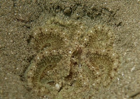 Can you see me? This is a juvenile of a Long Arm Octopus seen during a night dive in sandy bottom areas.  When this Octopus rest and not moving, its tentacles curled up to make a circular look and its colours blended very well with the sandy area for perfect camouflage.

Clearer picture of the same Octopus can be seen here :

https://www.jungledragon.com/image/47256/long_arm_octopus_-_octopus_sp.html

This Octopus has been known for a long time.  Besides Philippines, I have also seen similar Octopus in Indonesia, could possibly be the same one.  However, as of now, it is still an undescribed species!

 Abdopus sp,Anilao,Batangas,Geotagged,Long Arm Octopus,Octopus,Philippines,Spring